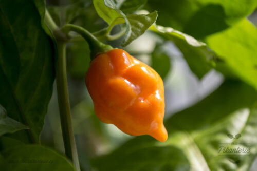 Paprika Chilli Peach Trinidad Scorpion P9 - Obrázek 1