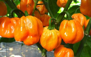 Paprika Chilli Bahanian Goat P9