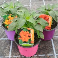Paprika Chilli Mambo orange P9
