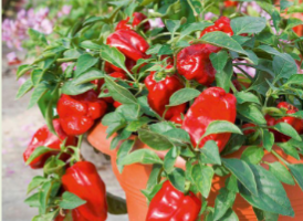 Paprika Massouda, P10,5 – růžová