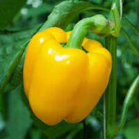 Paprika ILLANGA, P10,5 – žlutá