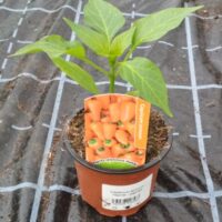 Paprika Hamík, P9 – oranžová