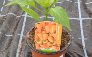 Paprika Hamík, P9 – oranžová