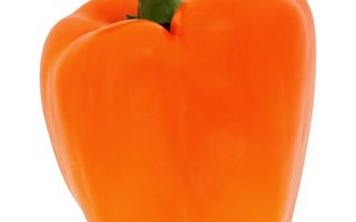 Paprika Snack Orange, P10,5 – oranžová