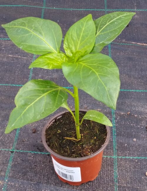 Paprika Rubika F1, P9 - Obrázek 1