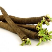 Černý kořen Scorzonera hispanica L.