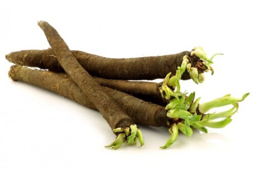 Černý kořen Scorzonera hispanica L. - Obrázek 1