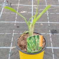 Citronová tráva Cymbopogon citratus K10,5