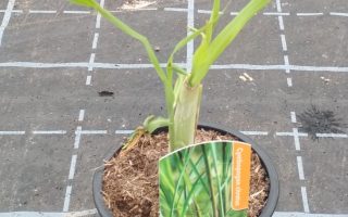 Citronová tráva Cymbopogon citratus K10,5