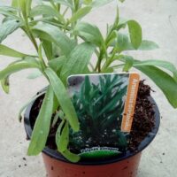 Estragon Artemisia dracunculus K9