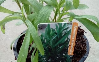 Estragon Artemisia dracunculus K9