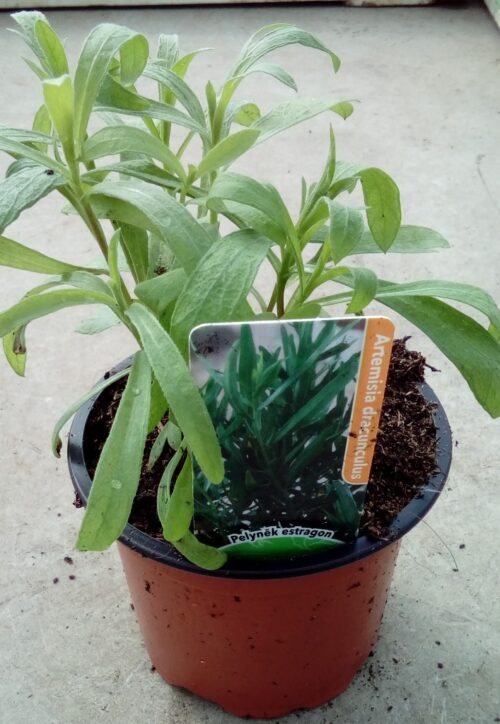 Estragon Artemisia dracunculus K9 - Obrázek 1