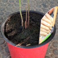 Chřest Asparagus K12