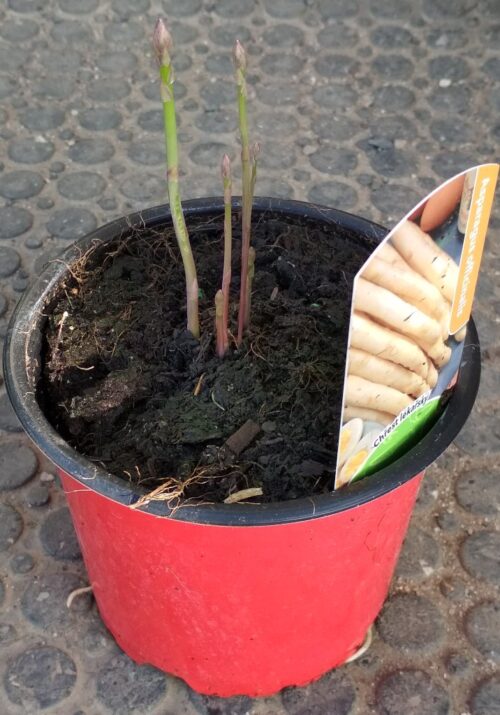 Chřest Asparagus K12 - Obrázek 1