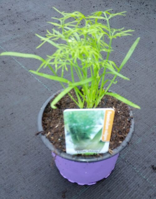 Fenykl obecný Foeniculum vulgare K9 - Obrázek 1