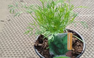 Kopr vonný Anethum graveolens K9