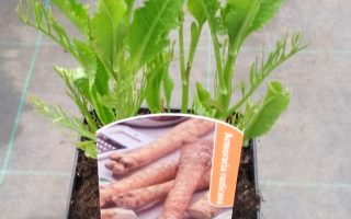 Křen selský Armoracia rusticana K9