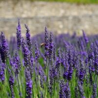 Lavandula angustifolia 'Dwarf Blue'