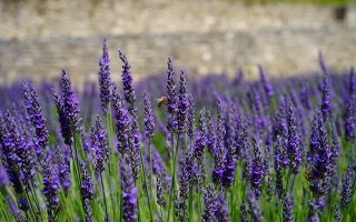 Lavandula angustifolia 'Dwarf Blue'