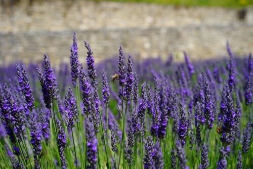 Lavandula angustifolia 'Dwarf Blue' - Obrázek 1