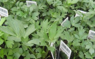 Levisticum officinale