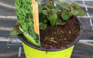 Máta Citronová K10,5