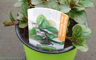 Máta Mandarinková K10,5