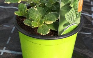 Máta Ananasová K10,5