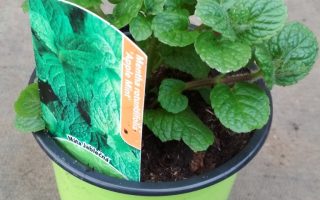 Máta Jablečná K10,5