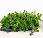 Scaevola aemula - Obrázek 3