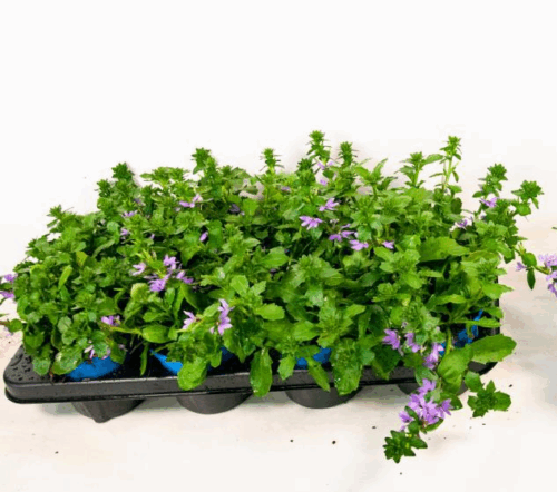 Scaevola aemula - Obrázek 3