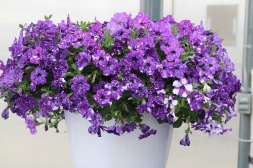 Petunia, NIGHTSKY-závěs C7,5L - Obrázek 2