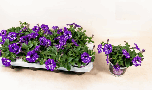 Petunia, NIGHTSKY-závěs C7,5L - Obrázek 3