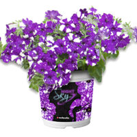 Petunia, NIGHTSKY-závěs C7,5L