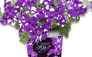 Petunia NIGHTSKY, P 12