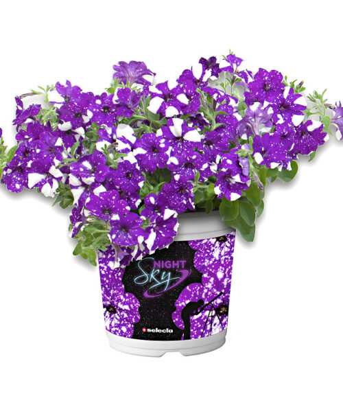 Petunia, NIGHTSKY-závěs C7,5L - Obrázek 1