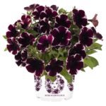 Petunia převislá 'Miss Marvelous', P 12