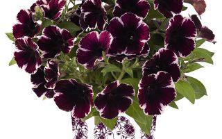 Petunia převislá 'Miss Marvelous', P 12