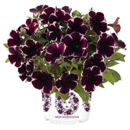Petunia převislá 'Miss Marvelous', P 12 - Obrázek 1