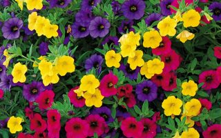 Calibrachoa cultivar Million Bells , Celebration Carneval, P 12