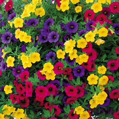 Calibrachoa cultivar Million Bells , Celebration Carneval, P 12 - Obrázek 1