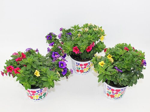 Calibrachoa cultivar Million Bells , Celebration Carneval, P 12 - Obrázek 2