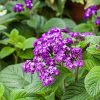 Heliotropium arborescens - Kontejner, pr. 12 cm