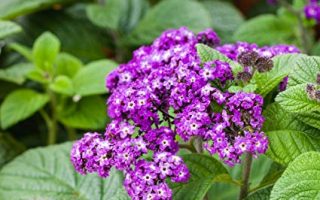 Heliotropium arborescens