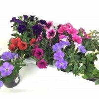 Petunia převislá, P 12 – MIX