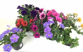 Petunia převislá, P 12 – MIX