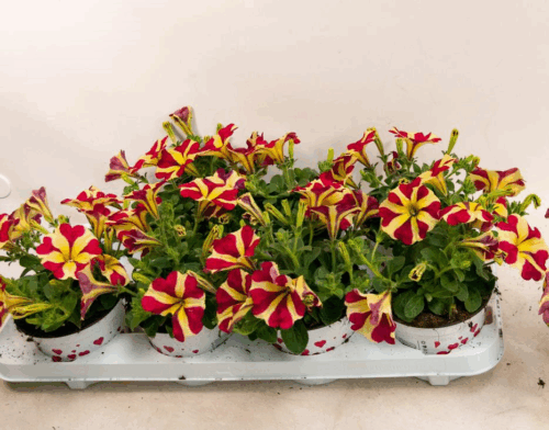 Petunia 'AMORE' - Image 2