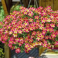 Petunia 'AMORE'