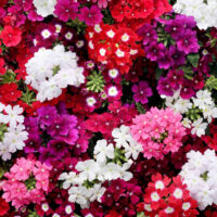 Verbena převislá - mix barev