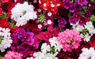 Verbena P 13 – MIX